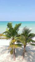 Two palm trees on a beautiful white sand beach on a paradise island. video