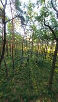 fpv zumbido volador cerca a arboles en el verano bosque en el Mañana luz de sol. video