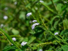 Indian Heliotrope flower photo