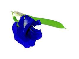 Blue Pea or Butterfly Pea. photo