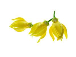 fragante flores de alpinismo Ylang Ylang foto