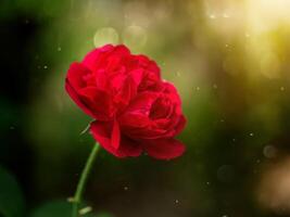 oscuro rosado de damasco Rosa flor. foto