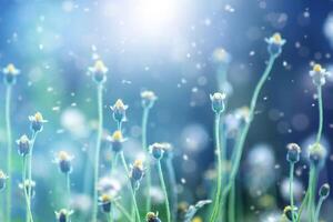 Flower grass with Sunlight photo