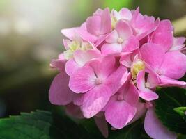 cerrar flor de hortensia foto