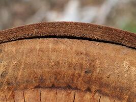 Texture of Eucalyptus wood background photo