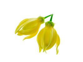 fragante flores de alpinismo Ylang Ylang foto