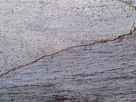 Surface bark of eucalyptus tree. photo