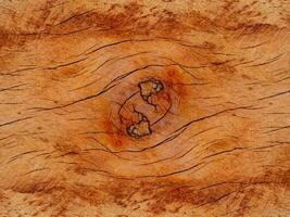 Texture of Eucalyptus wood background. photo