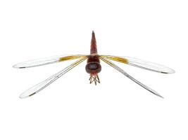 imagen macro de libélula foto