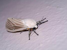 Close up moth on wall photo