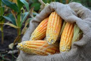 ai generado maíz mazorcas en arpillera saco a el campo maíz granja. foto