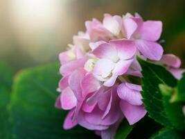 cerrar flor de hortensia foto