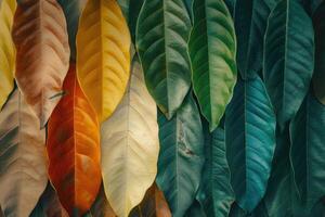 AI generated Closeup leaves in different color and age . Line of colorful leaves in spring autumn fall season. photo