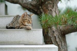 ai generado gato relajante en escalera con un árbol detrás él, en el estilo de budista Arte y arquitectura. foto