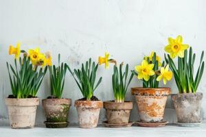 AI generated First spring flowers, daffodil plants in bulbs and pots. photo