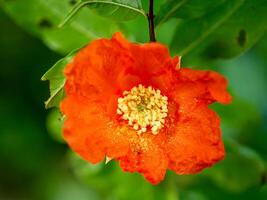 Pomegranate on branch. photo