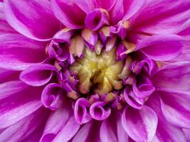 Close up of dahlia flower. photo