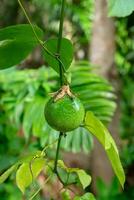 Green Passion Fruit on tree. photo