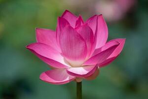 Close up pink lotus flower. photo