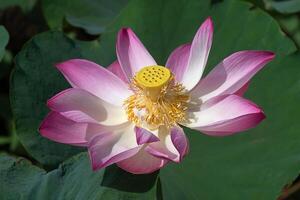 Close up pink lotus flower. photo