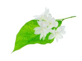 Close up of jasmine flower. photo