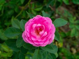 Pink rose petals for rose tea photo