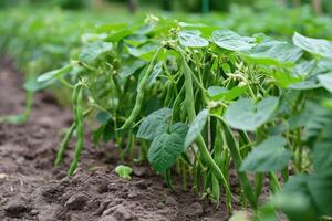 AI generated Green beans growing in a garden in summer. photo