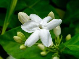 Close up of jasmine flower. photo