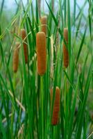 Narrow-leaved Cattail plant photo