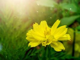 Yellow cosmos flower. photo