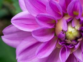 Close up of dahlia flower. photo