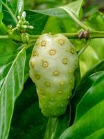 Raw Indian Mulberry fruit on tree photo