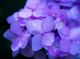 cerrar flor de hortensia foto