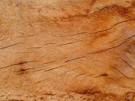 Texture of Eucalyptus wood background. photo