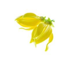 fragrant flowers of climbing ylang-ylang photo