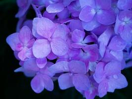 cerrar flor de hortensia foto