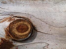 Surface bark of eucalyptus tree. photo