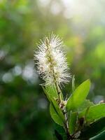 cajuput árbol, Leche madera, papel ladrar árbol foto