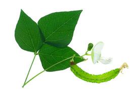 Close up of Wing bean flower. photo