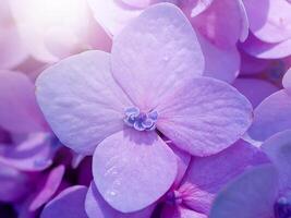 Close up Hydrangea flower photo