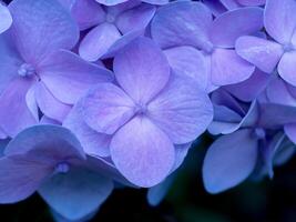 cerrar flor de hortensia foto