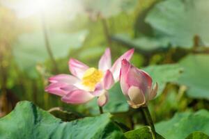 Close up pink lotus flower. photo