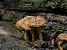 wind mushroom on tree photo