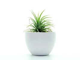 tillandsia aire planta. foto