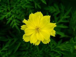 Yellow cosmos flower. photo