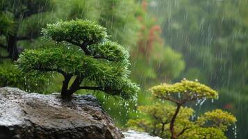 AI generated Japanese garden pine trees in spring rain. photo