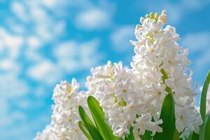 AI generated White hyacinth on blue sky background. Spring flowers. photo