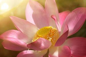 cerca arriba rosado loto flor. foto