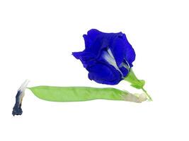 Blue Pea or Butterfly Pea. photo