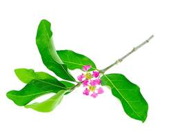 Close up Acerola Cherry flower. photo